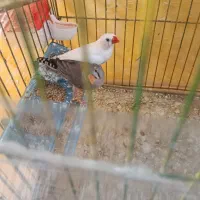 فنج