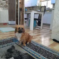 سگ پامر اشتبز|سگ|قرچک, مجتمع مسکونی طبیعت|دیوار