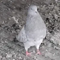 کبوتر|پرنده|داران, |دیوار