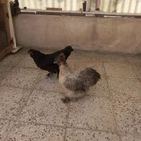 مرغ ابریشمی