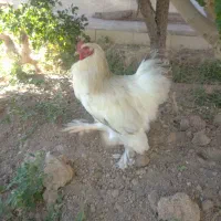 سلام فروش  فوری خروس جوان و سرحال
