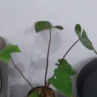 گل بابا آدم