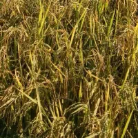 برنج درودزن