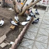 کفتر سینه فروشی