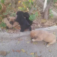 چند عدد اشپیز پا کوتا مو کوتا ۲ مایه|سگ|شهریار, شهریار|دیوار