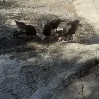 بوقلمون چاق وگوشتی فروشی