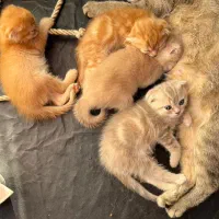 گربه های اصیل گلد و سیلوربا ضمانت