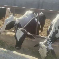 38راس گوساله دورگ جنس عالی برای پروار|حیوانات مزرعه|تهران, خانی‌آباد|دیوار