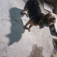 سگ ژرمن اصل اصل