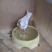 جوجه طوقی چاپ هفت رنگ|پرنده|شوش, |دیوار