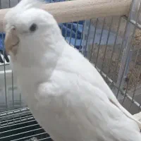 عروس هلندی البینو