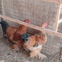 خروس برهما
