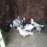 ۸عدد کبوتر طوقی شازده