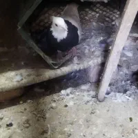 طوقی|پرنده|سارال, |دیوار