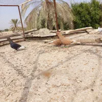 دم سفیدماده