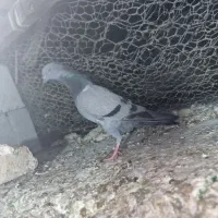 کفتر پلاکی سبر چینا جوجه سفید شیخ|پرنده|میناب, |دیوار