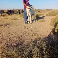 با سلام یک سگ البغزرد|سگ|شهریار, شهرک وائین|دیوار