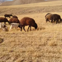 قوچ هترو معاوضه با قرقزل