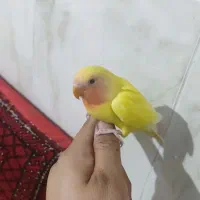 جوجه کوتوله برزیلی نرم خور