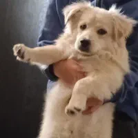 واگذاری سگ نژاد اشپیز ۷ماهه