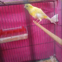 قناری نر برا فروش|پرنده|کرمان, |دیوار