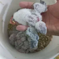 جوجه گرینچیک سرلاکی فروشی|پرنده|کاشان, کارگر|دیوار