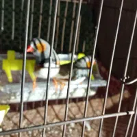 فنچ|پرنده|پیشوا, |دیوار