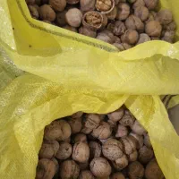 توجه گردوی امسال به شرط خوشمزگی بدون شیمیایی|خوردنی و آشامیدنی|میاندوآب, |دیوار