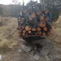 انواع درخت خریدارم|خدمات باغبانی و درختکاری|سنندج, |دیوار