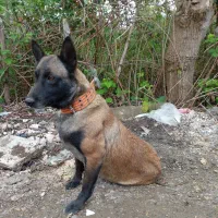 سگ‌مالینویز