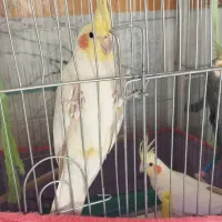 عروس هلندی|پرنده|الیگودرز, |دیوار