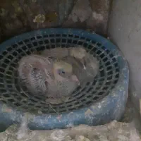 سلام دوستان یک عدد مینا پولکی قیچی  گم شده