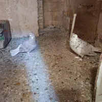 دم سفید|پرنده|شهرضا, |دیوار