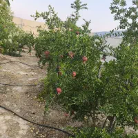 باغ سیخ دارنگون احرار نرگس|فروش خانه و ویلا|شیراز, تندگویان|دیوار
