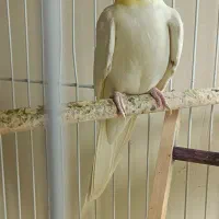 فروش  جفت عروس هلندی همراه با قفس