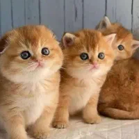 یه تیکه بریتیش قند|گربه|تهران, اختیاریه|دیوار