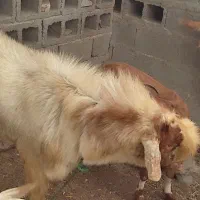 فروش نری مخصوص مال ...بزرگ و هیکلی|حیوانات مزرعه|میناب, |دیوار