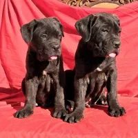 دوتا توله نر نژاد کنکورسو کیفیت بمب