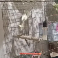 جفت عروس کار داده   اماده