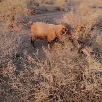 گوسفند زنده