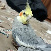 عروس هلندی سخنگو