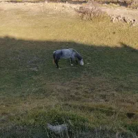 اسب مادیان نژاددار|اسب و تجهیزات اسب‌سواری|سراب, |دیوار