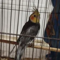 عروس هلندی