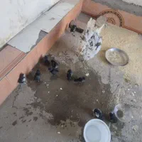 مرغ  با جوجه