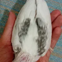 ۲تاجوجه عروس دوکت البینو