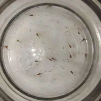 بچه ماهی گوپی