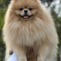 سگ پامر نر خرسی وارداتی