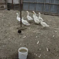 ۱۳ عدد قوغاز. ۵ عدد اردک یک جا