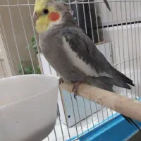 عروس‌هلندی‌سخنگو