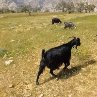 یک راس بز چاق درجه یک و یک راس پازن روزگاری